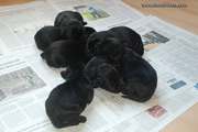 Los cachorros mediano negro con una semana de edad. 16-07-2014