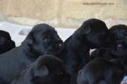 Algunos de los cachorros de mediano negro en su primera salida al exterior 26-07-2014