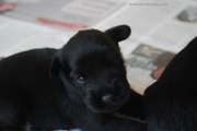 Uno de los cachorros de mediano negro 26-07-2014