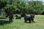 Rebumbio de cachorros de mediano negro. 05-09-2014