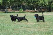 Tres de los cachorros con 58 días. 05-09-2014