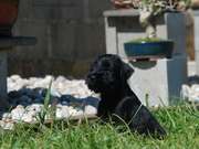 Observador. Cachorro de 43 días de edad. 21-08-2014