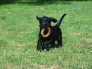 Cachorro de mediano negro corriendo con la rosquilla en la boca. 29-08-2014