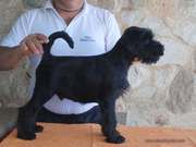 Randy Da Volvoreta. Cachorro de mediano negro posando con 74 días de edad. 21-09-2014