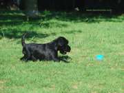 Randy Da Volvoreta. Cachorro de mediano negro jugando con una pelota a los 2 meses y medio. 21-09-2014