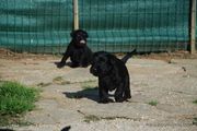 Cachorros de schnauzer mediano negro con 32 días de edad. 13-05-2013