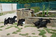 Cachorros de schnauzer mediano negro con 44 días de edad. 25-05-2013