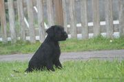 Cachorro sentado a los 52 días de edad. 02-06-2013