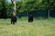 Carrera entre 2 cachorros de mediano negro. 04-06-2013