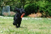Cachorro de mediano negro con 54 días de edad corre con un juguete en la boca en un soleado día. 04-06-2013