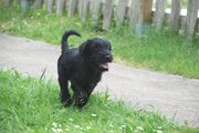 Cachorro de schnauzer mediano negro corriendo con 2 meses y 1 día de edad.  12-06-2013