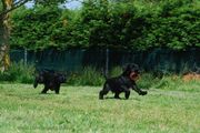 Escapando con el juguete. Dos machos de mediano negro con 63 días de edad. 13-06-2013