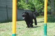 Cachorro de mediano negro corriendo con 89 días de edad. 09-07-2013