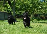Corriendo en un día soleado. Dos machos de mediano negro con 85 días de edad. 05-07-2013