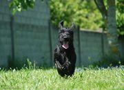 Cachorro de mediano negro con 85 días de edad. 05-07-2013