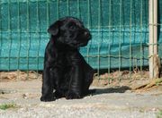 Cachorro de mediano negro sentado con 29 días de edad. 10-05-2013