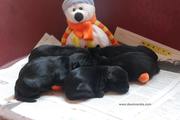 Cachorros de mediano negro con 5 días de edad. 23-09-2011