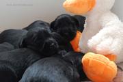 Cachorros de schnauzer mediano negro con 18 días de edad (Debut Real Da Volvoreta x Ch. Spanish Star Grand Calvera).  06-10-2011