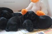 Cachorros de mediano negro con 18 días de edad. 06-10-2011