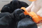 Cachorros de schnauzer mediano negro con 18 días de edad. 06-10-2011