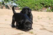 Cachorros de schnauzer mediano negro con 29 días de edad. 17-10-2011