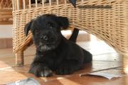 Cachorro de schnauzer mediano negro con 41 días de edad. Debajo de la mesa. 29-10-2011