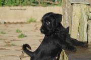¿Quién me llama? Cachorro de mediano negro con 50 días de edad. 07-11-2011