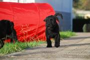 Caminando. Cachorro de mediano negro con 62 días de edad. 19-11-2011