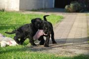 Disfrutando de una tarde con sol. Dos de los cachorros de mediano negro con 62 días de edad. 19-11-2011