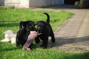 Jugando con el mordedor. Cachorros de mediano negro con 62 días de edad. 19-11-2011