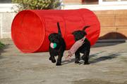 Cachorros de schnauzer mediano negro con 69 días de edad. Olaf vs. Opal.  26-11-2011
