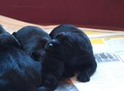 Cachorros de schnauzer mediano negro con 6 días de edad. 24-09-2011