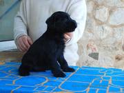 Sentado en la mesa. Cachorro de mediano negro con 41 días de edad. 29-10-2011