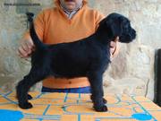 Cachorro de schnauzer mediano negro posado con 57 días de edad. 14-11-2011