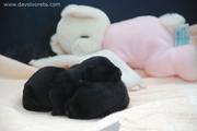 Cachorros de schnauzer mediano negro con días de edad
