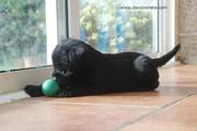 La pelota verde y un cachorro de schnauzer mediano negro con 33 días de edad. 23-11-2010
