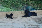 Cachorro con 55 días de edad a punto de saltar delante de la madre, Jira Da Volvoreta.  Schnauzer mediano negro. 15-12-2010
