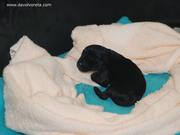 Cachorro de schnauzer mediano negro con sólo unas horas de edad. 21-10-2010