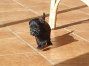 Cachorro de schnauzer mediano negro con 25 días de edad. Primeras carreras a la luz del sol. 15-11-2010