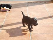Cachorros de schnauzer mediano negro con 25 días de edad.  15-11-2010