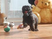 ¡Ahí voy! Cachorro de schnauzer mediano negro de 47 días de edad. 07-12-2010