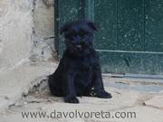 Formalito. Cachorro de schnauzer mediano negro con 55 días de edad. 15-12-2010