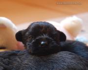 Cachorro de schnauzer mediano negro con 22 días de edad.