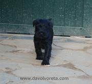 ¡Aquí estoy! Cachorro de 55 días de edad. Schnauzer mediano negro. 15-12-2010