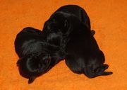 Los cachorros de schnauzer mediano negro durmiendo. 27-11-2009