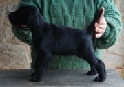 Cachorro schnauzer mediano negro macho con 51 días. Primera foto de pruebas sin poner la toalla verde.   15-01-2010
