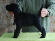 Cachorro schnauzer mediano negro macho con 51 días de edad.  15-01-2010