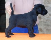 Una hembra de schnauzer mediano negro posada con 54 días de edad.  18-01-2010
