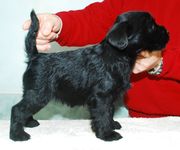 Cachorro de schnauzer mediano negro con 37 días.  01-01-2010
