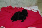 Cachorros con pocos días de edad. Foto 1. Schnauzer mediano negro.
